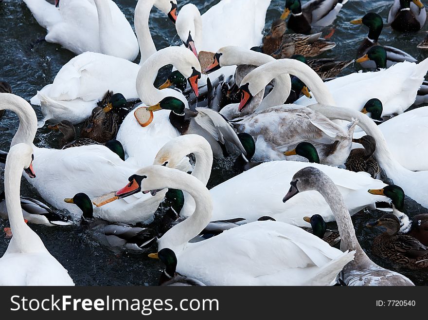 Photograph of many white Swans