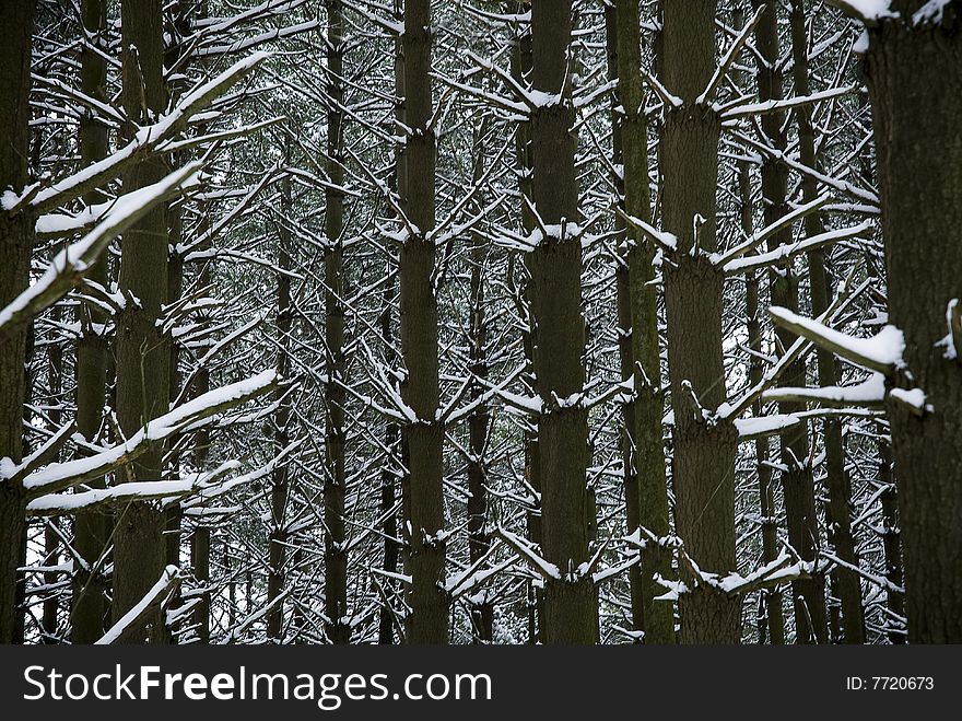 Close-up of snow covered evergreen pine trees. Close-up of snow covered evergreen pine trees.