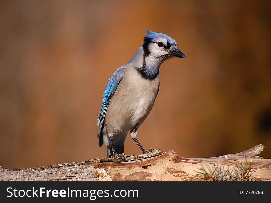 A blue jay keeping a close eye on me.