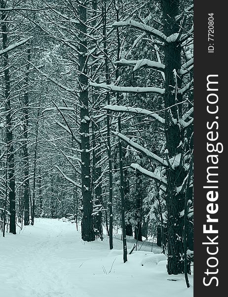 Beautiful, pure and  fresh snowfall blankets  the trees on a trail. Given a slight blue tint for a dramatic cool effect. Beautiful, pure and  fresh snowfall blankets  the trees on a trail. Given a slight blue tint for a dramatic cool effect.