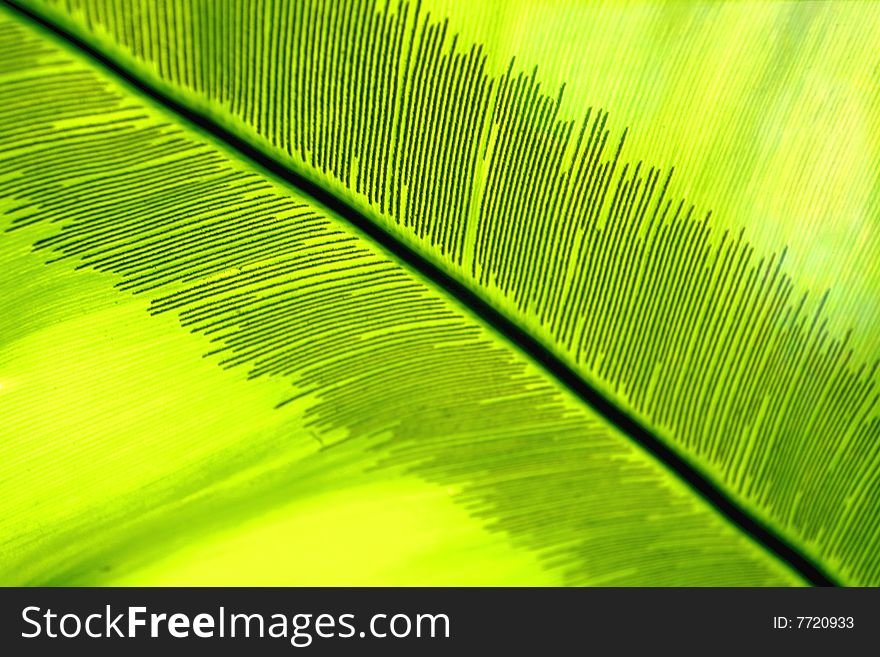 Palm leaf. Close up