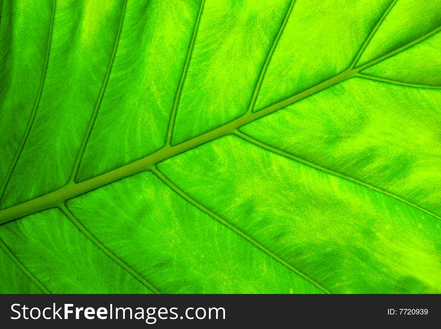 Leaf of a tropical tree. A pattern. Leaf of a tropical tree. A pattern