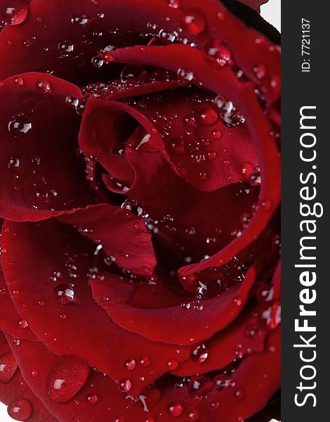 Macro Image Of Dark Red Rose With Water Drops