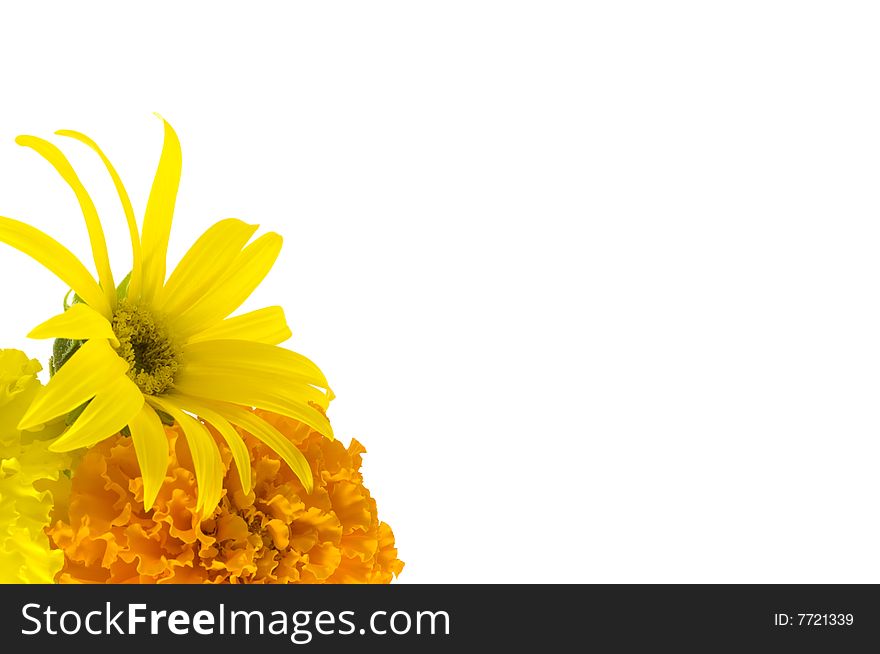 Yellow and orange sun flower and marigolds background isolated on white. Yellow and orange sun flower and marigolds background isolated on white