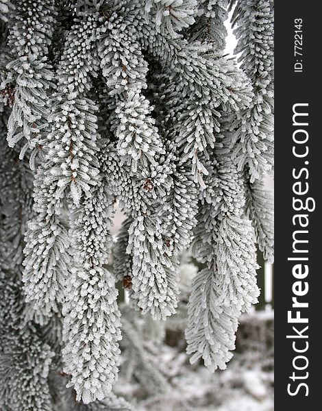 A branch of a tree in the morning covered with frost. A branch of a tree in the morning covered with frost