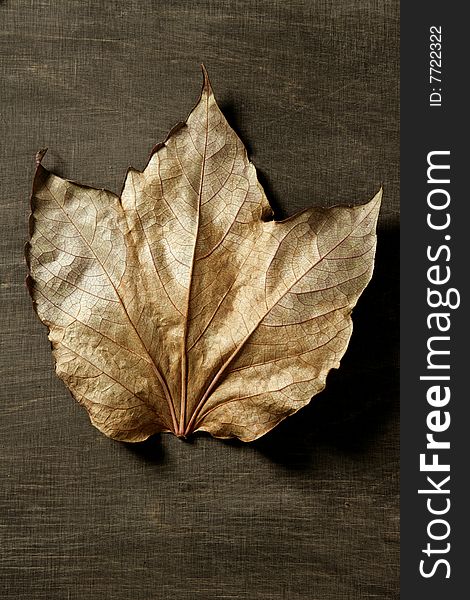 Autumn leaf in warm dark background and , low key image. Autumn leaf in warm dark background and , low key image