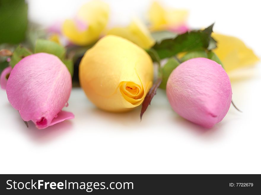 Tree roses: two pink and a yellow. Tree roses: two pink and a yellow