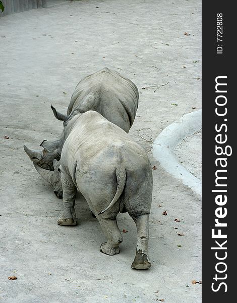 Two rhino fighting in the zoo