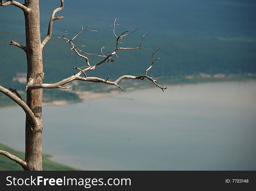 Dead tree hieroglyph  for backgrounds or meditation