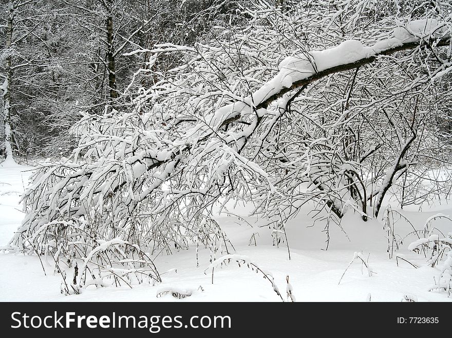 Winter forest. Snow covered trees