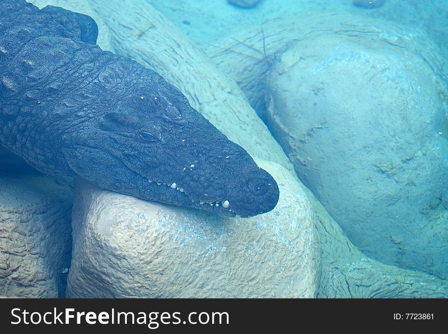 Young alligator submerged in the swamp