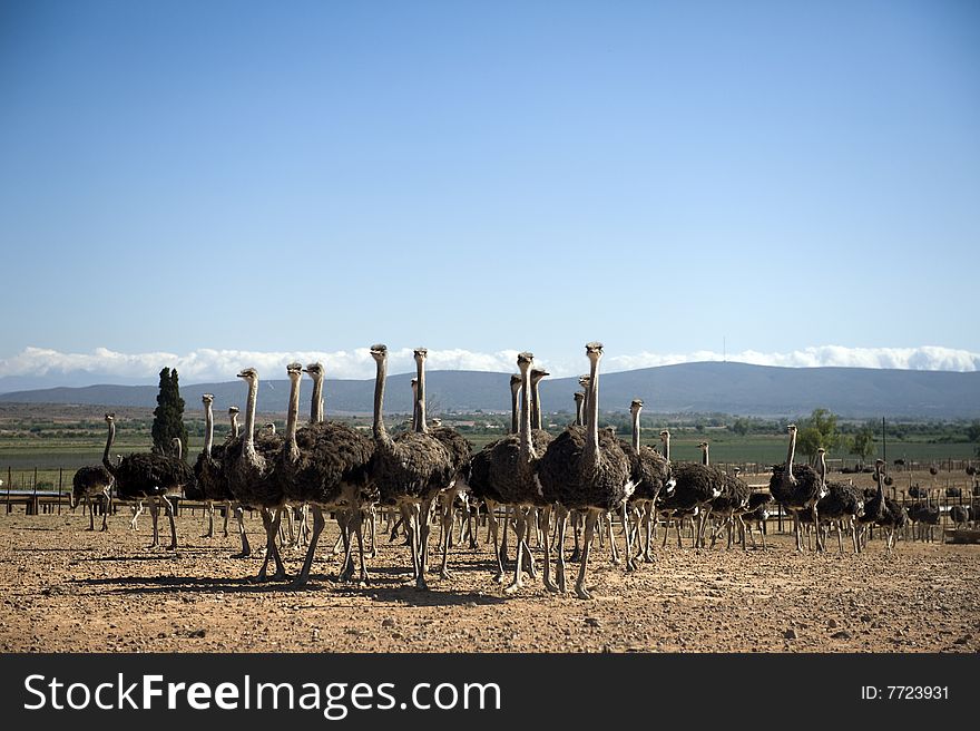 Ostrich farm in South Africa. Ostrich farm in South Africa