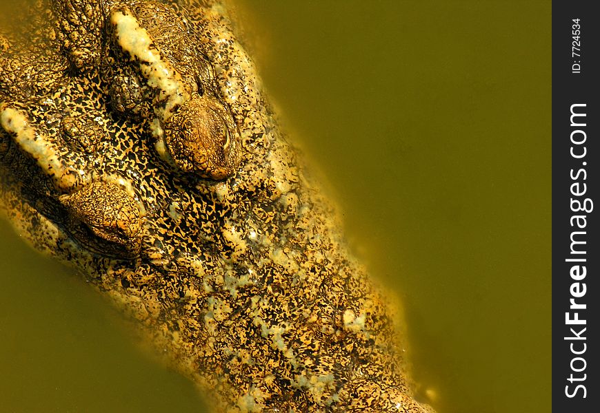 A crocodile on a farm, Laos, Asia