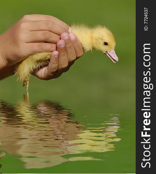 Baby duck in a childreen's hand with reflection. Baby duck in a childreen's hand with reflection