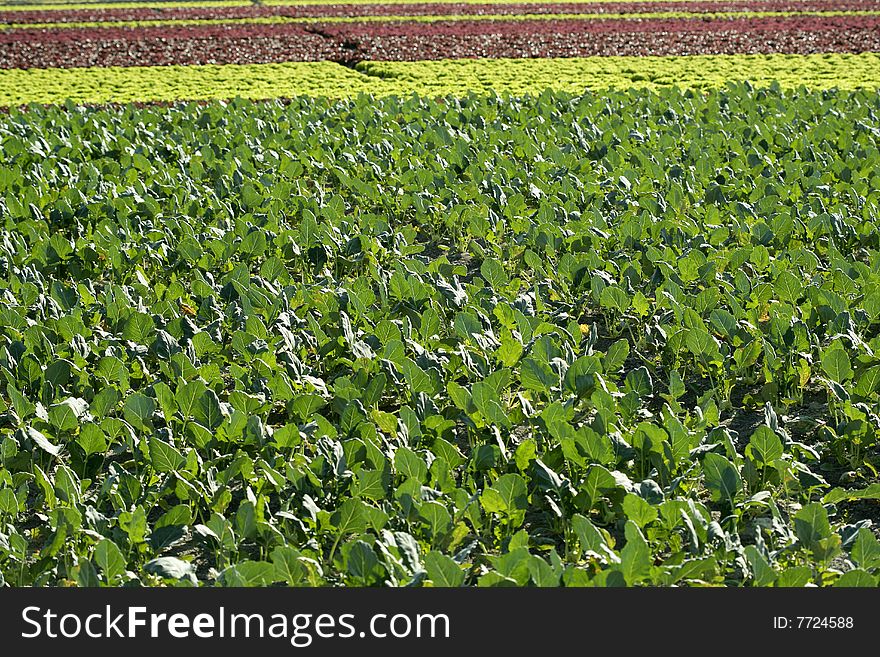 Baby Cabbage Green Fields In Spain