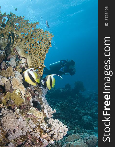 Two Moorish Idols and a diver in the background on a reef in the Red Sea