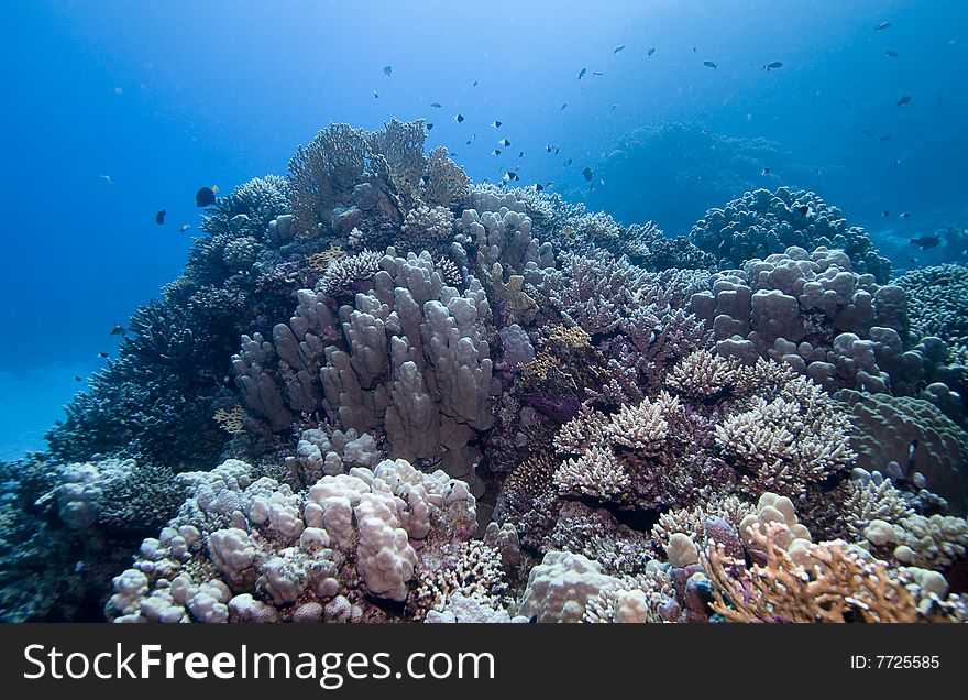 Beautiful coral reef in the Red Sea, Egypt