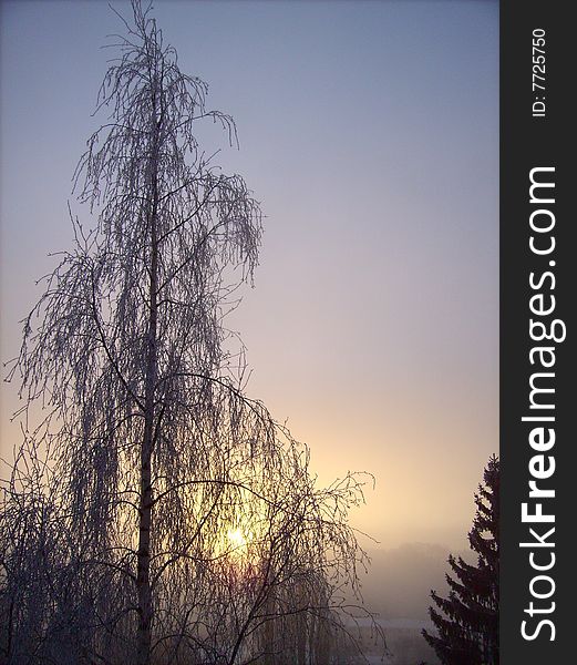 The sun rising behind a tree on a misty winter morning. The sun rising behind a tree on a misty winter morning.