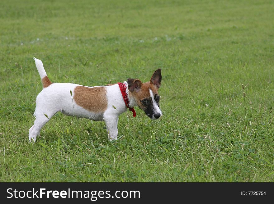 Dog looks like a cow grazing in a field. Dog looks like a cow grazing in a field