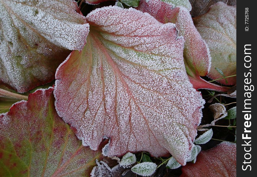 Frozen leaves on a day in january. Frozen leaves on a day in january