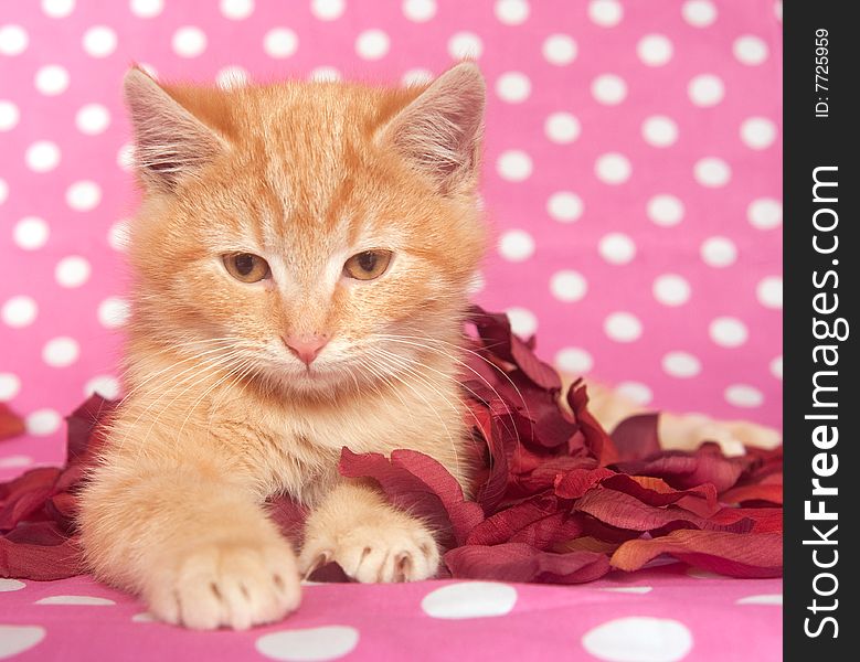 A kitten plays with red rose petals on a spotted background. A kitten plays with red rose petals on a spotted background.