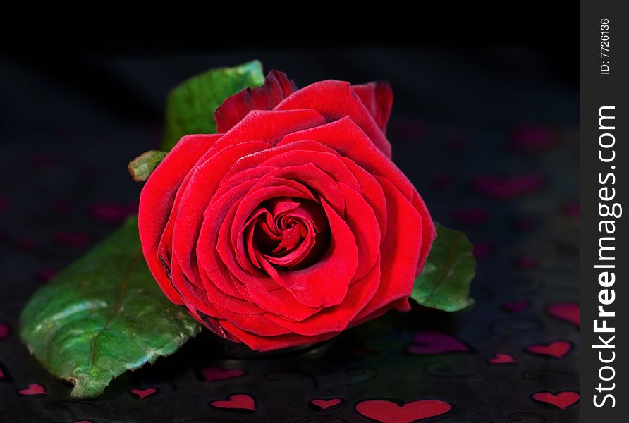 Velvety St. Valentine red rose over black background with hearts. Velvety St. Valentine red rose over black background with hearts