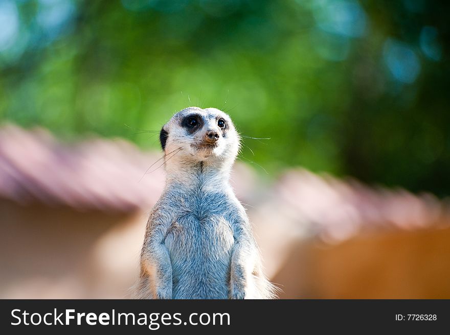 Meerkat, Suricata suricatta,mongoose close-up