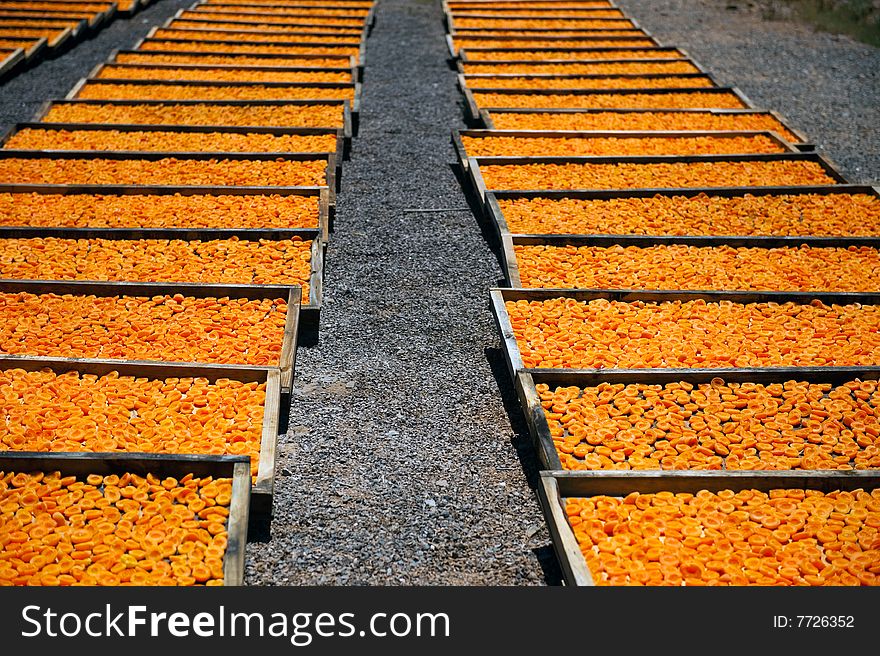 Dried Apricot Facilities