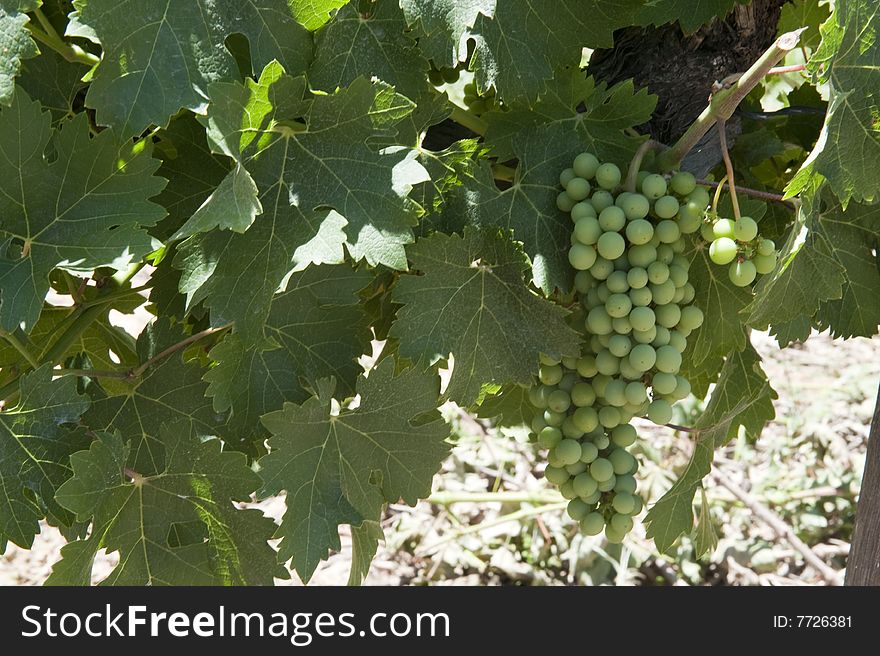 Close-up of grapes on a grapevine. Shot in South Africa