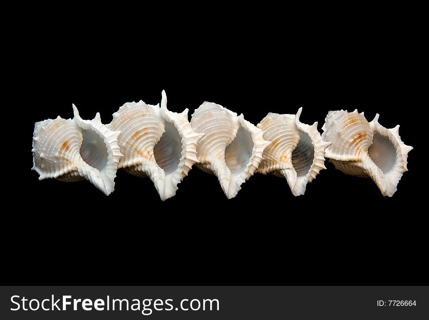 Group of isolated conch seashells over black.