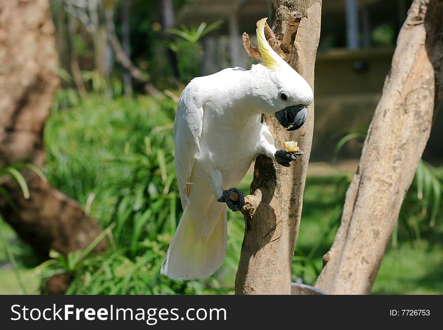 White parrot on the branch