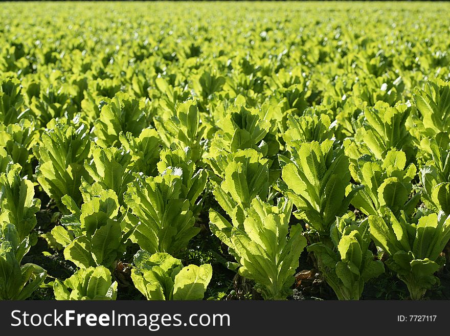 Green lettuce country in Spain. Sunny day outdoors