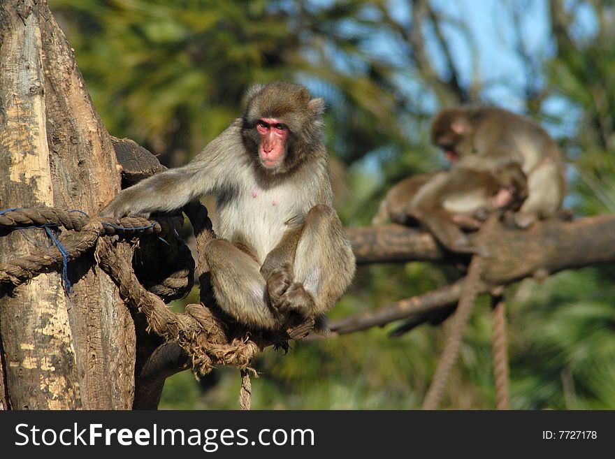 A sad monkey standing on a tree in a zoo during a sunny day. A sad monkey standing on a tree in a zoo during a sunny day