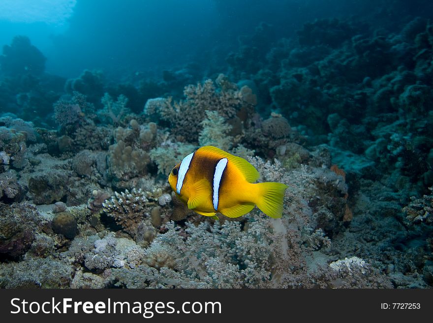Anemonefish or clownfish over a coral reef in the Red Sea, Egypt