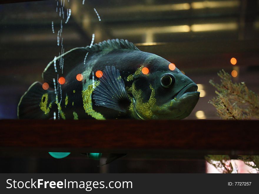 One fish in an aquarium