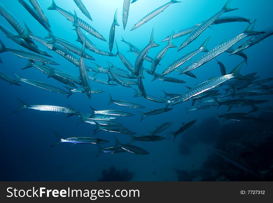 School of Barracudas in the Red Sea, Egypt