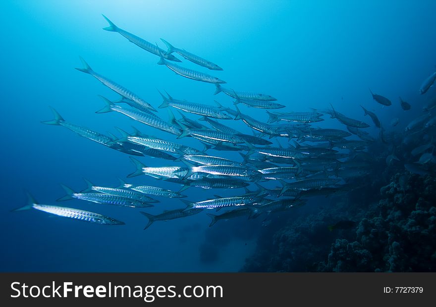 School of Barracudas in the Red Sea, Egypt