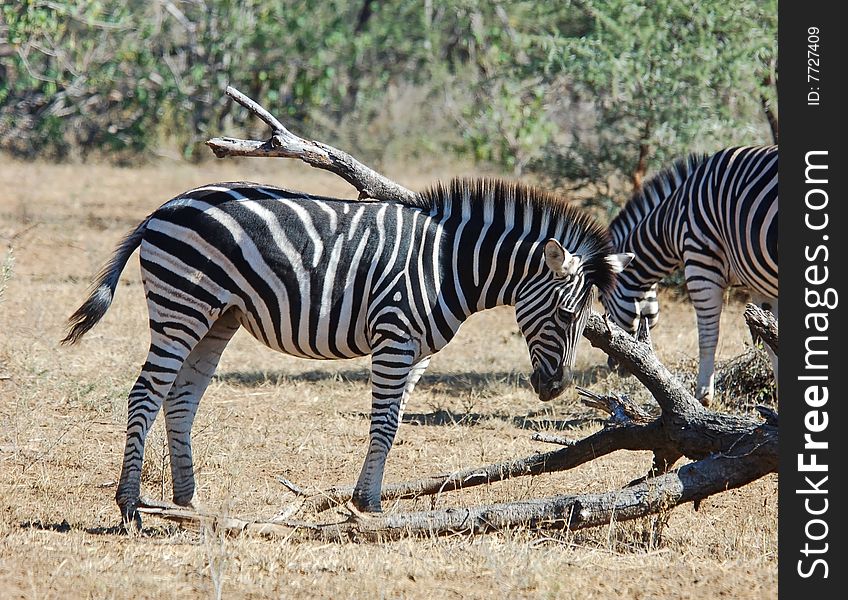 African Wildlife: Burchell's Zebra