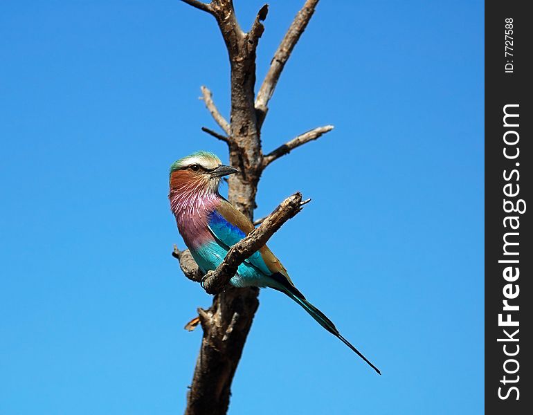 Africa : Lilacbreasted Roller