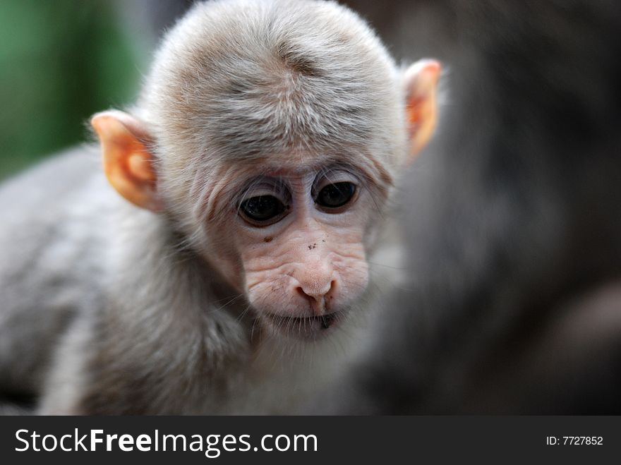 This is a cute baby Chinese macaque with bright eyes and lovly ears. This is a cute baby Chinese macaque with bright eyes and lovly ears.