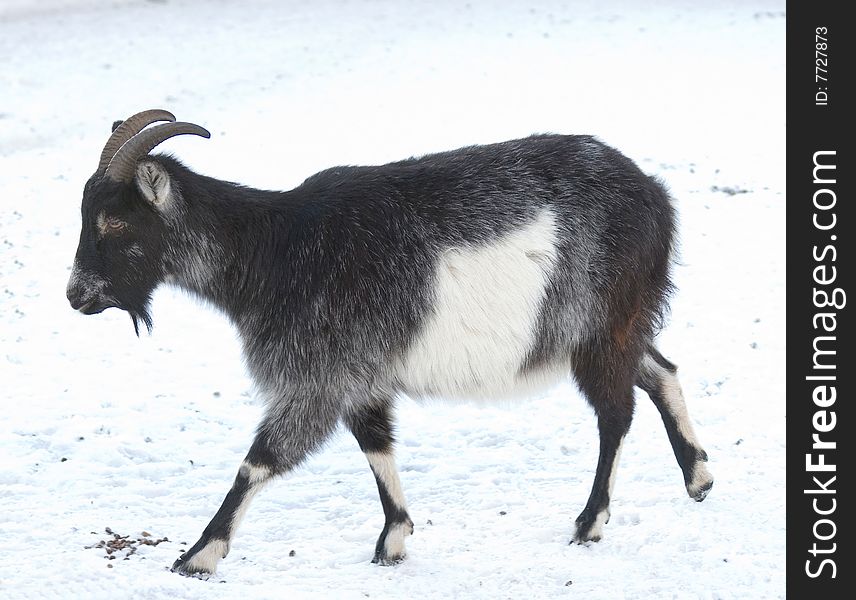 Grey goat walking on snow