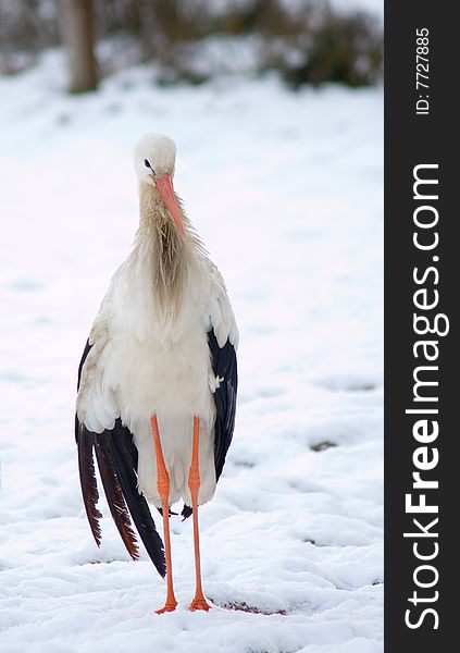 Stork in zoo