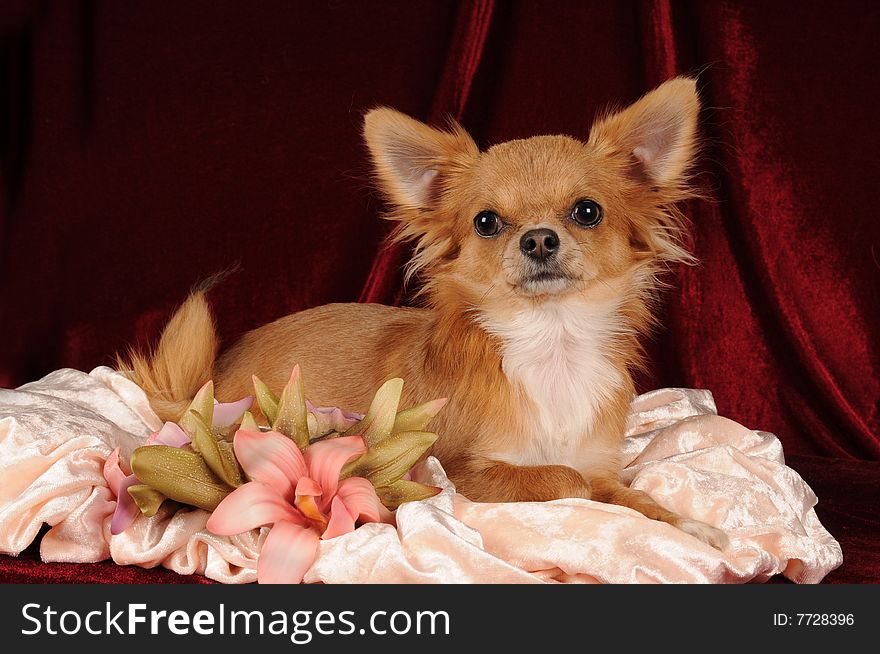 Chihuahua portrait with ceramic flower on white and red velvet