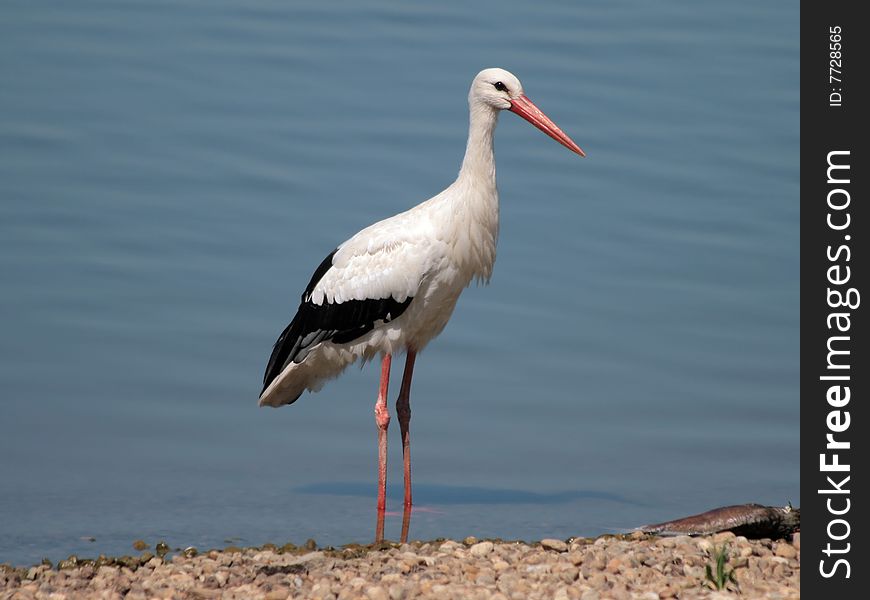 Big white heron is eating fish on a coast of the lake