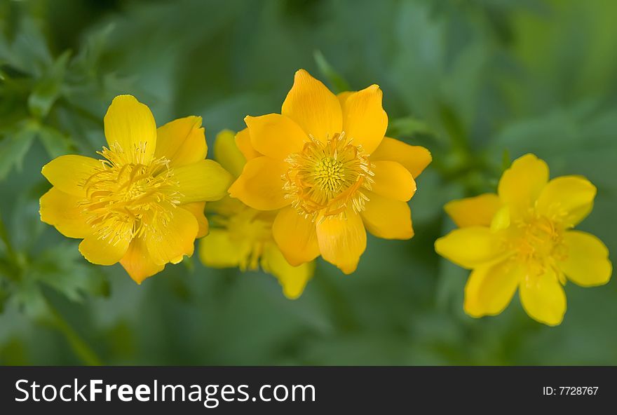 Flowers of yellow Trolius Asiaticus, Siberian globeflower. Flowers of yellow Trolius Asiaticus, Siberian globeflower