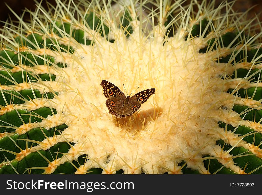 A butterfly on the cactus