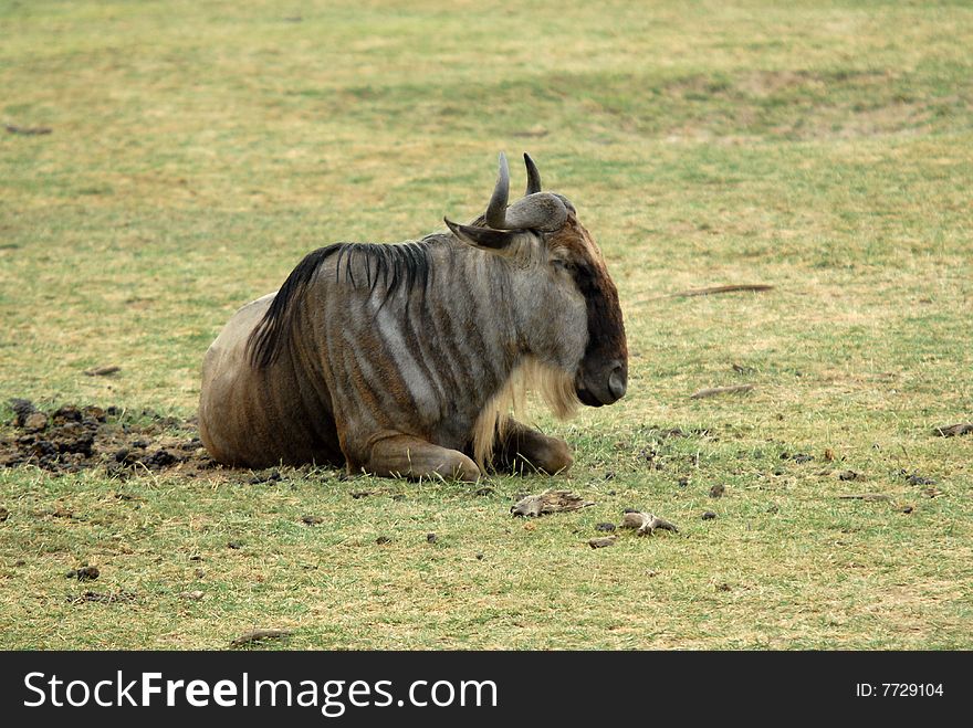 A wildebeast resting on the grass in lake Manyara, Tanzania