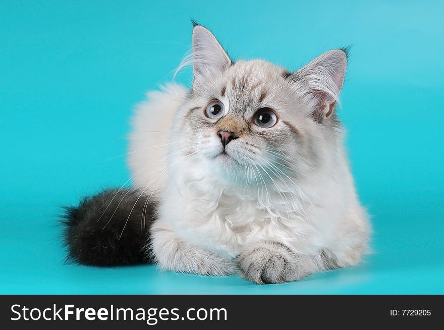 Siberian kitten lying on the blue background. Siberian kitten lying on the blue background