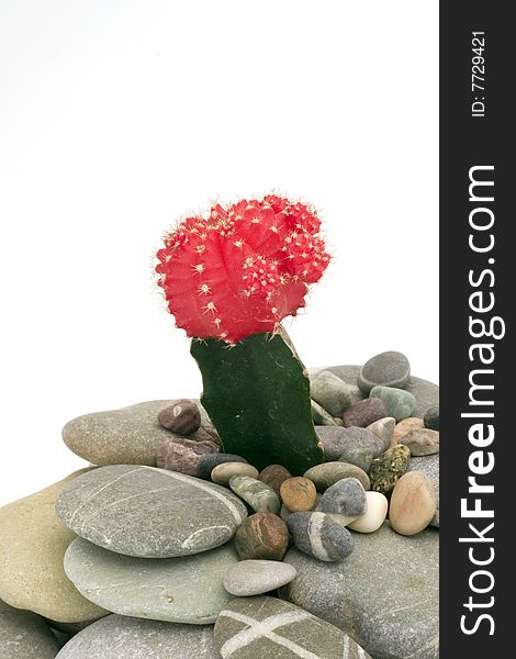 Cactus on pebbles