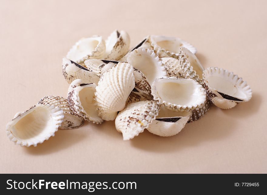 Much seashells on creamy background